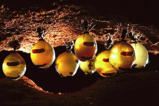 sarang semut madu bergantung di atap
